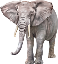 Elephant tue Elephant tue