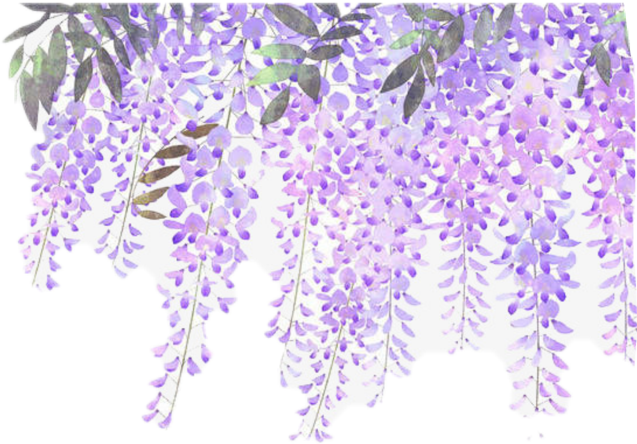 Hanging Wisteria Png Png Image Collection