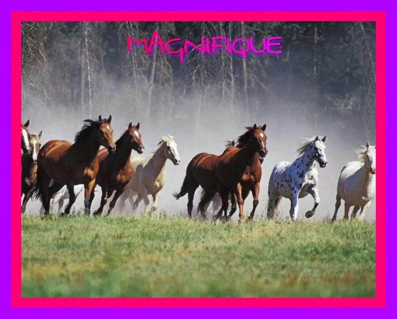 Coila Des Chevaux Magnifique Image By Siborastina Coila Des Chevaux Magnifique Image By Siborastina