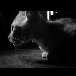 photography cute blackandwhite petsandanimals gato