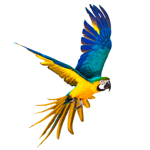 parrot freetoedit #parrot sticker by @taliafera
