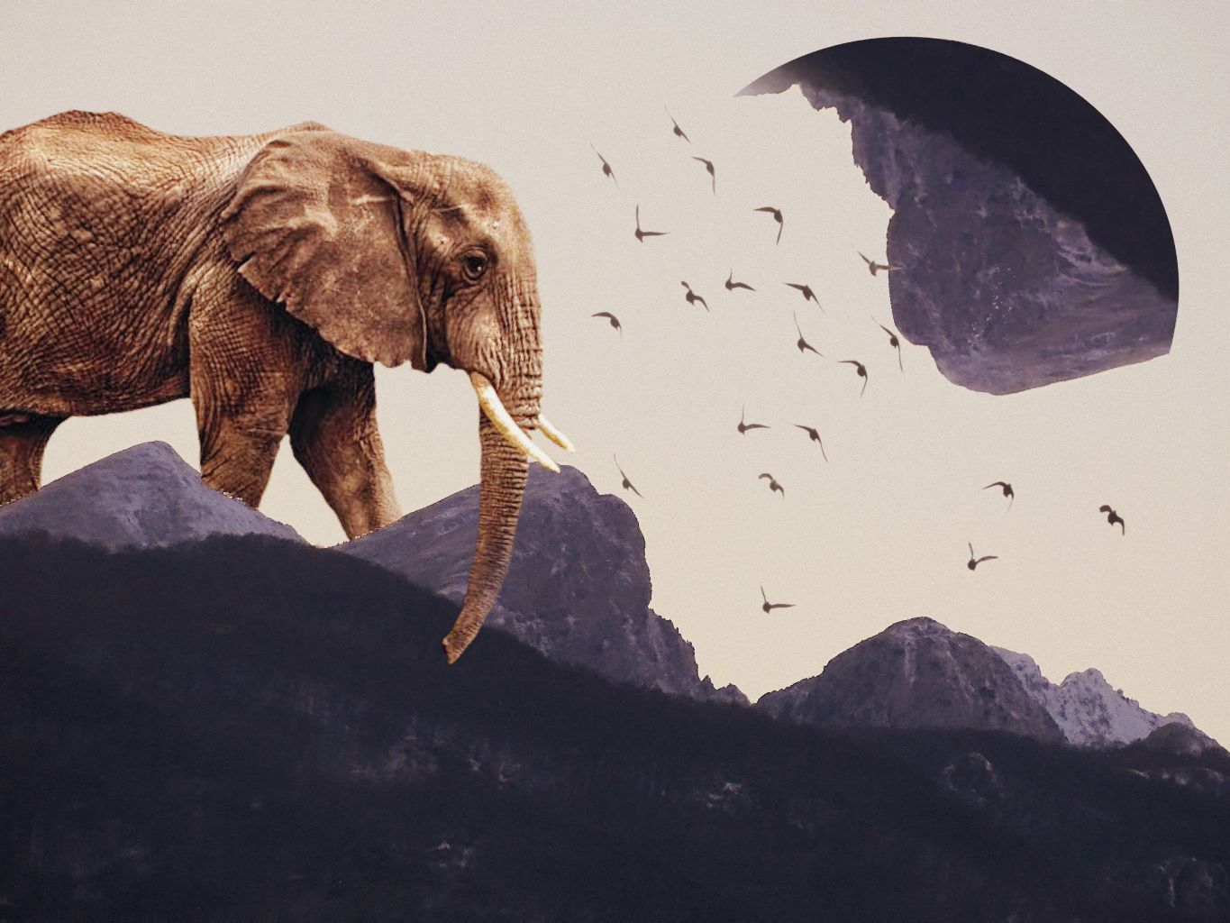 Find more bird photos 251472915031201