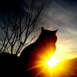 freetoedit italy cat sunset sky