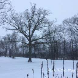 freetoedit snow snowday trees