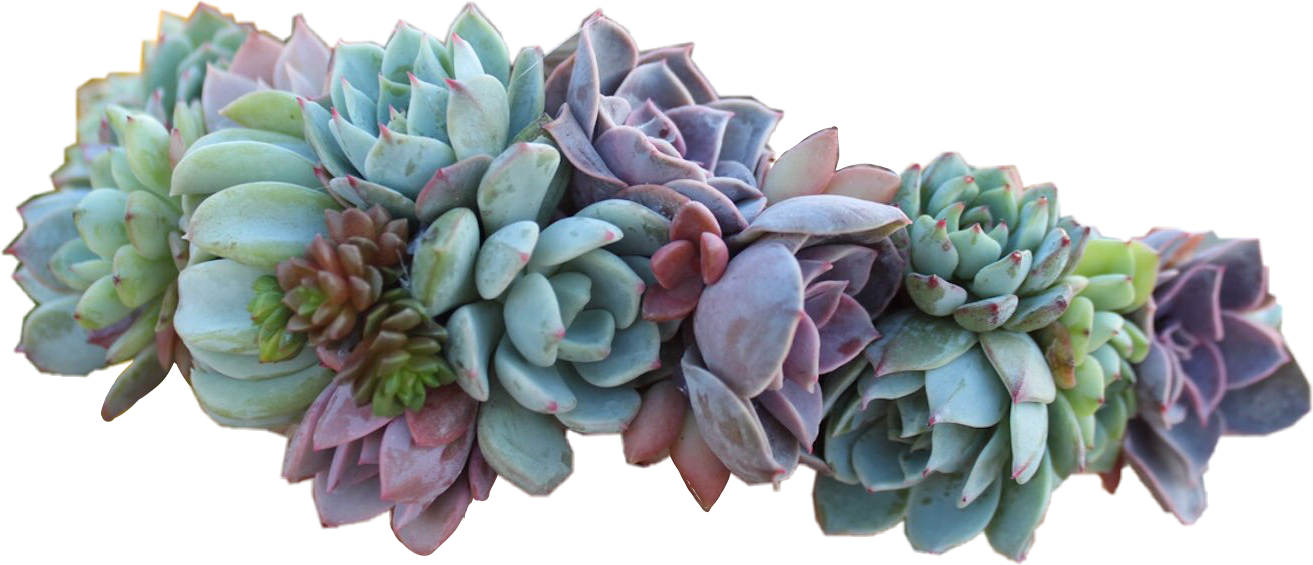 succulent flowercrown flowers nature crown plants color...