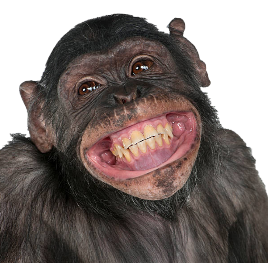 monkey monkeys smile - Sticker by LionaSonnet