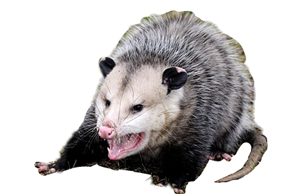 Ursyn and Grave the opossum by myneea on DeviantArt