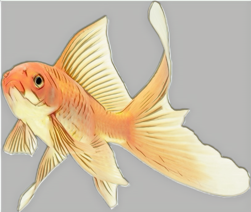 fish-freetoedit-fish-sticker-by-cherigoodman59