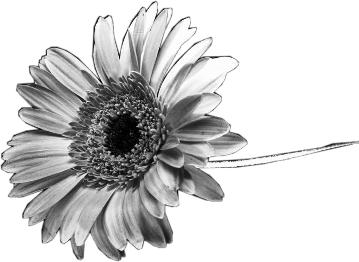 black white sunflower flower 256600989000212 by @amyredpath.