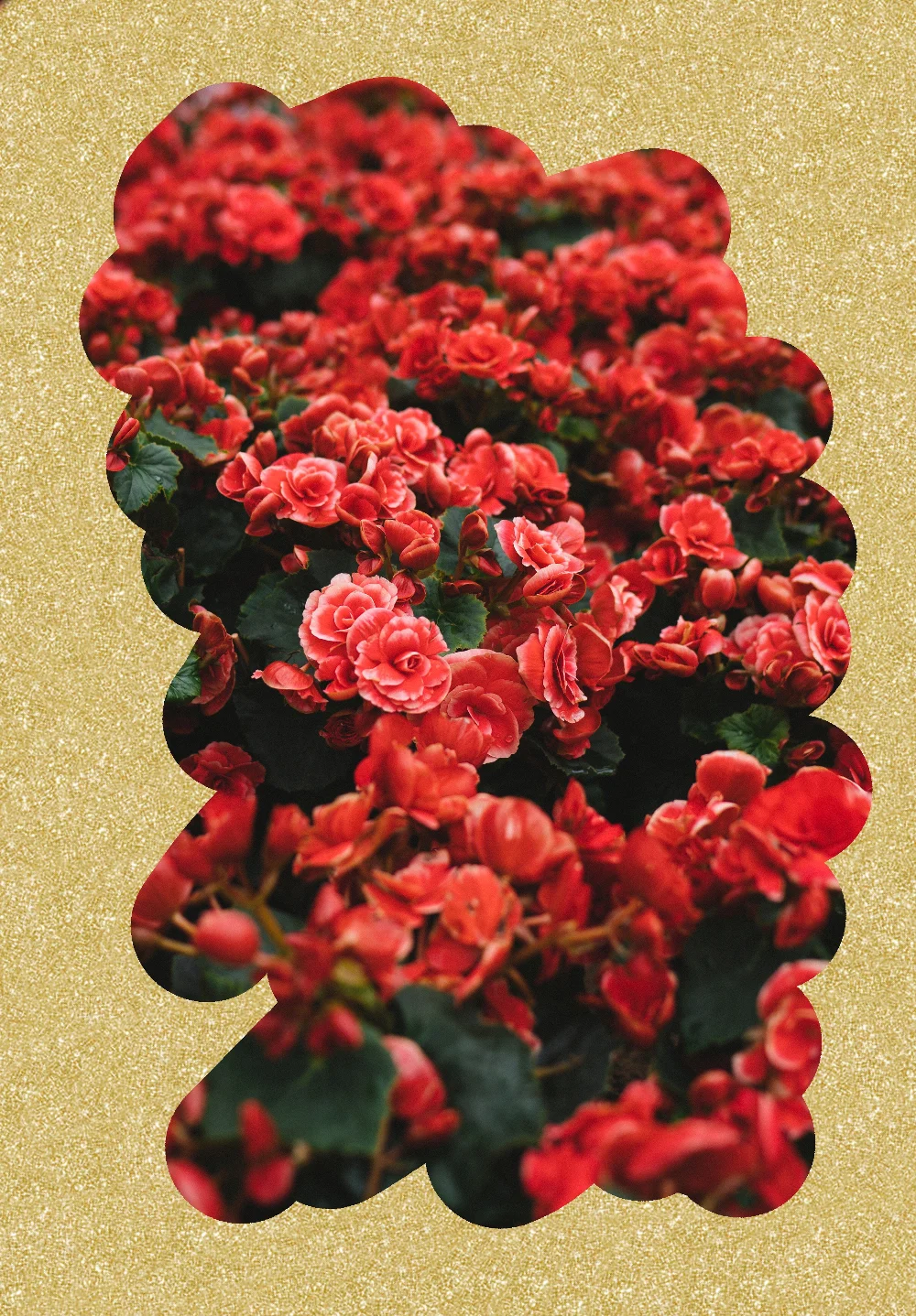 #freetoedit 👉🏼 #Flowers #GoldBrush