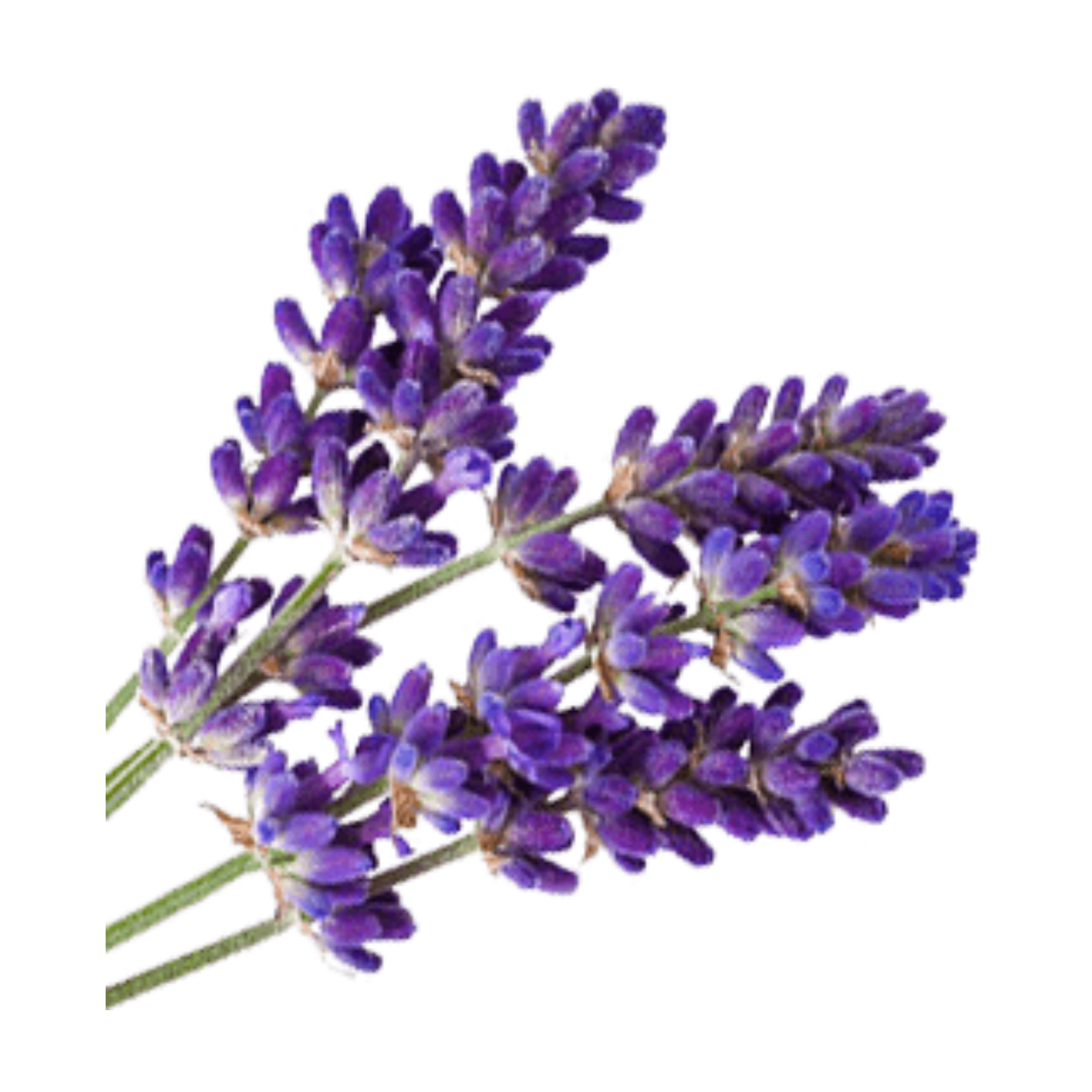 lavender freetoedit #lavender sticker by @canvasgirl1.