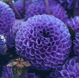 purple flower freetoedit