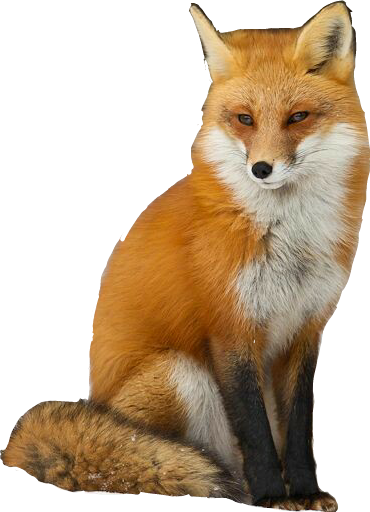 fox tails foxes pets animal sticker by @lovesanimal