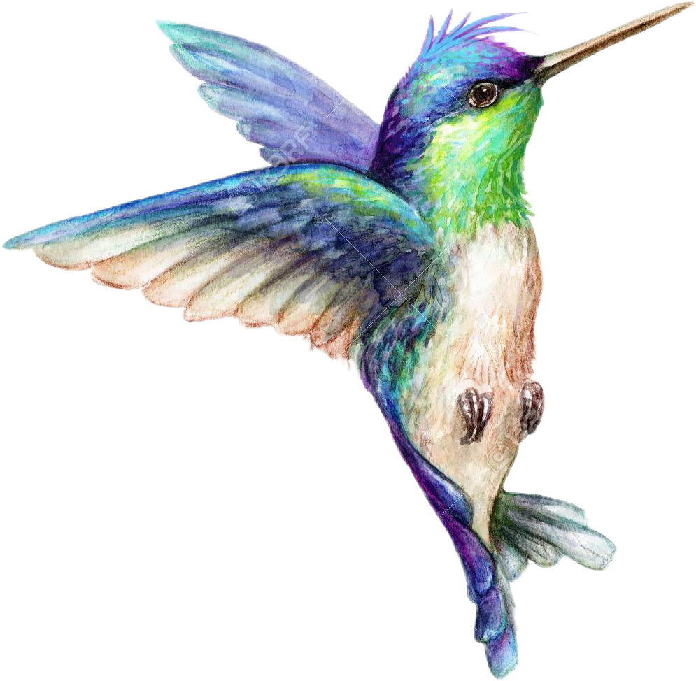 art hummingbird hummingbirds bird sticker by @sherry420.