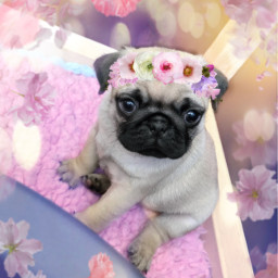 puppy pug flowers flowercrows soft freetoedit
