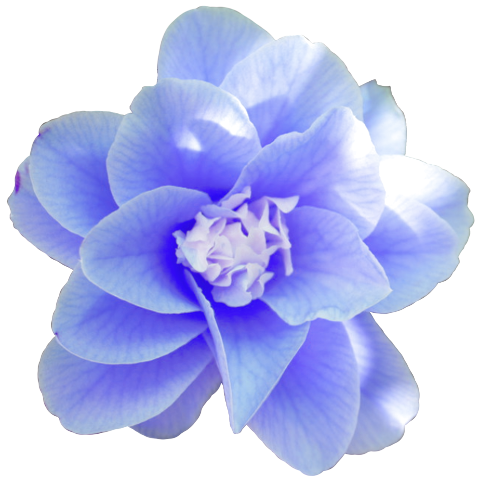 ラブリー花 画像 おしゃれ 青 すべての美しい花の画像