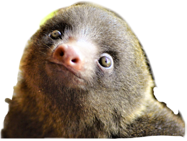 freetoedit scsloths sloths Sloths sticker by @spiritmay3