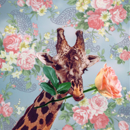 giraffe rose surreal funny roses ircgiraffe freetoedit