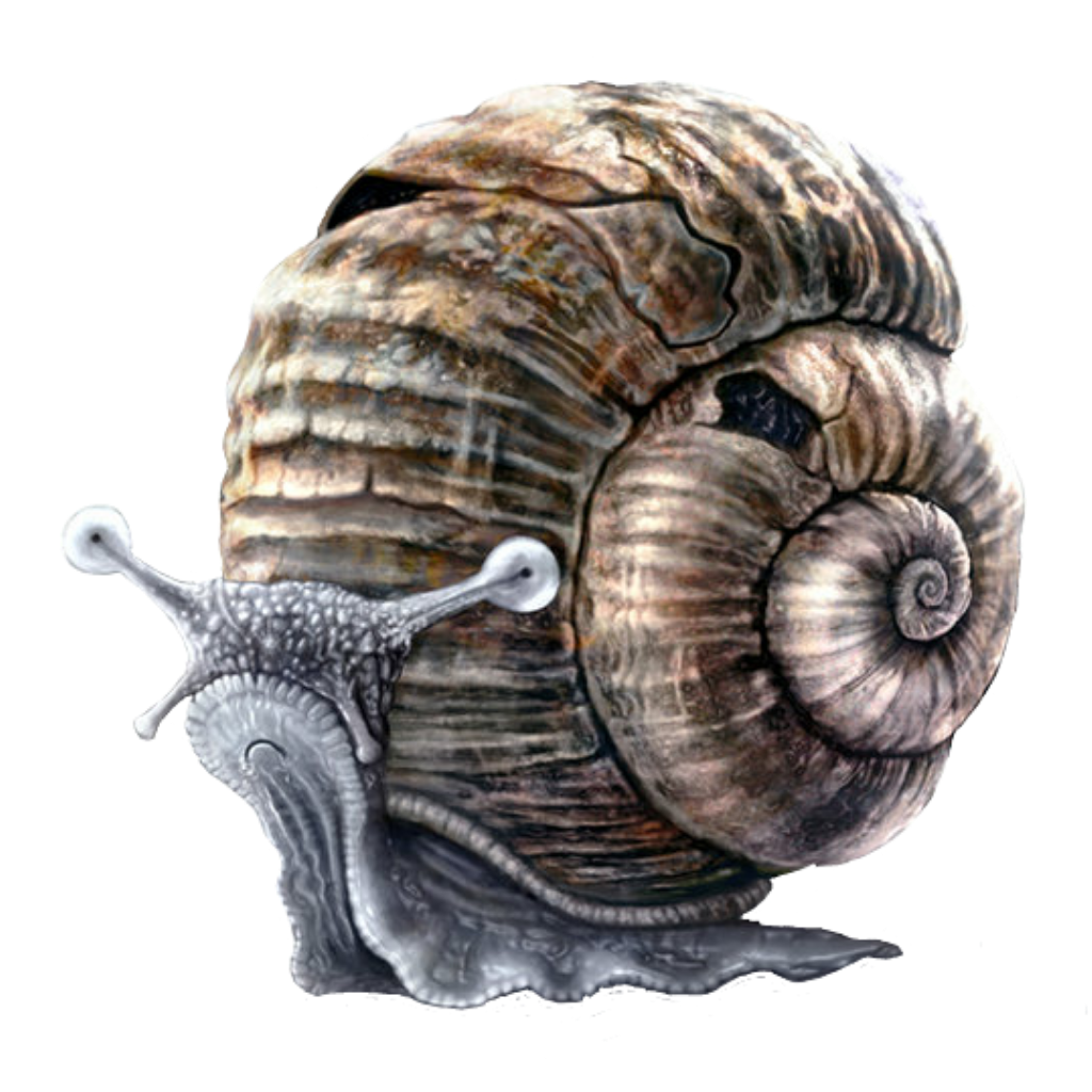 The Snail, Drawing by Jibration | Artmajeur