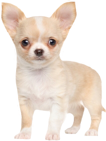 chihuahua freetoedit #chihuahua sticker by @tigressasanchez1