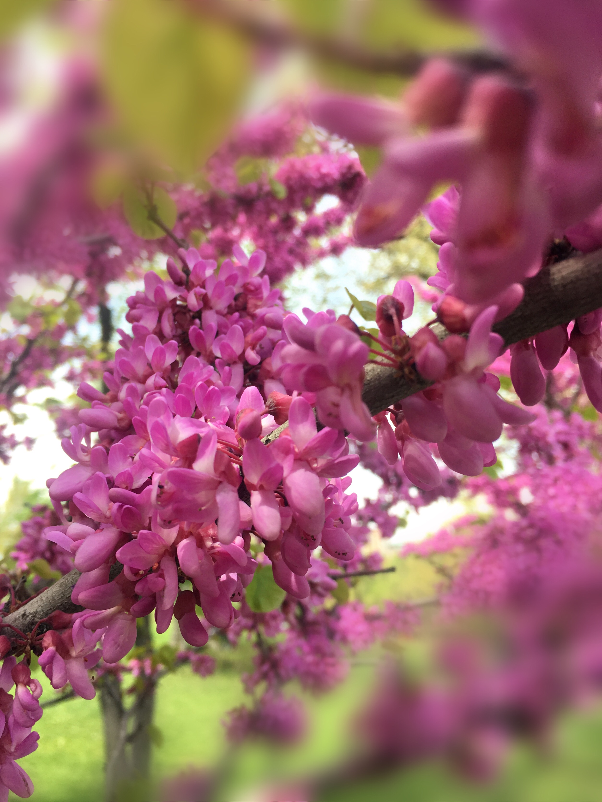 Hello spring 💐💐💐#blossom #tree #magenta #spring #springflowers #beautiful 