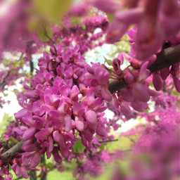 blossom tree magenta spring springflowers