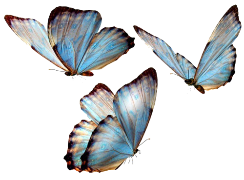 butterfly blue transparent stickers cute aesthetic magi...