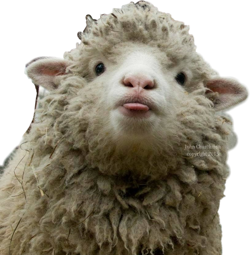 sheep freetoedit scgoats goats #sheep sticker by @mettan2.