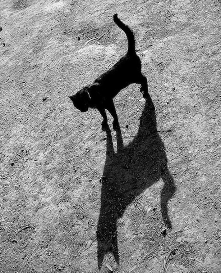 Кошачья тень. Тень от кота. Тень картинки. Длинные тени.