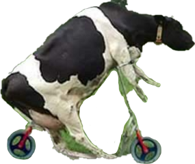 mucca freetoedit sccows cows