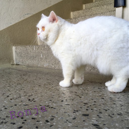 pccutepets cutepets cat britishshorthair photography