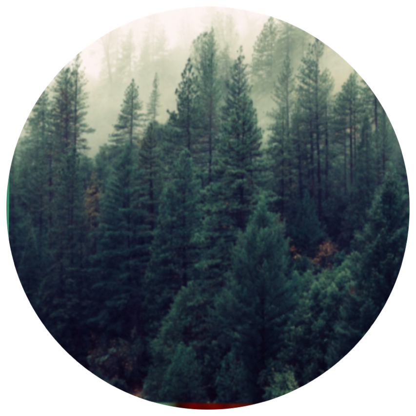 forest freetoedit #Forest sticker by @gvvoths