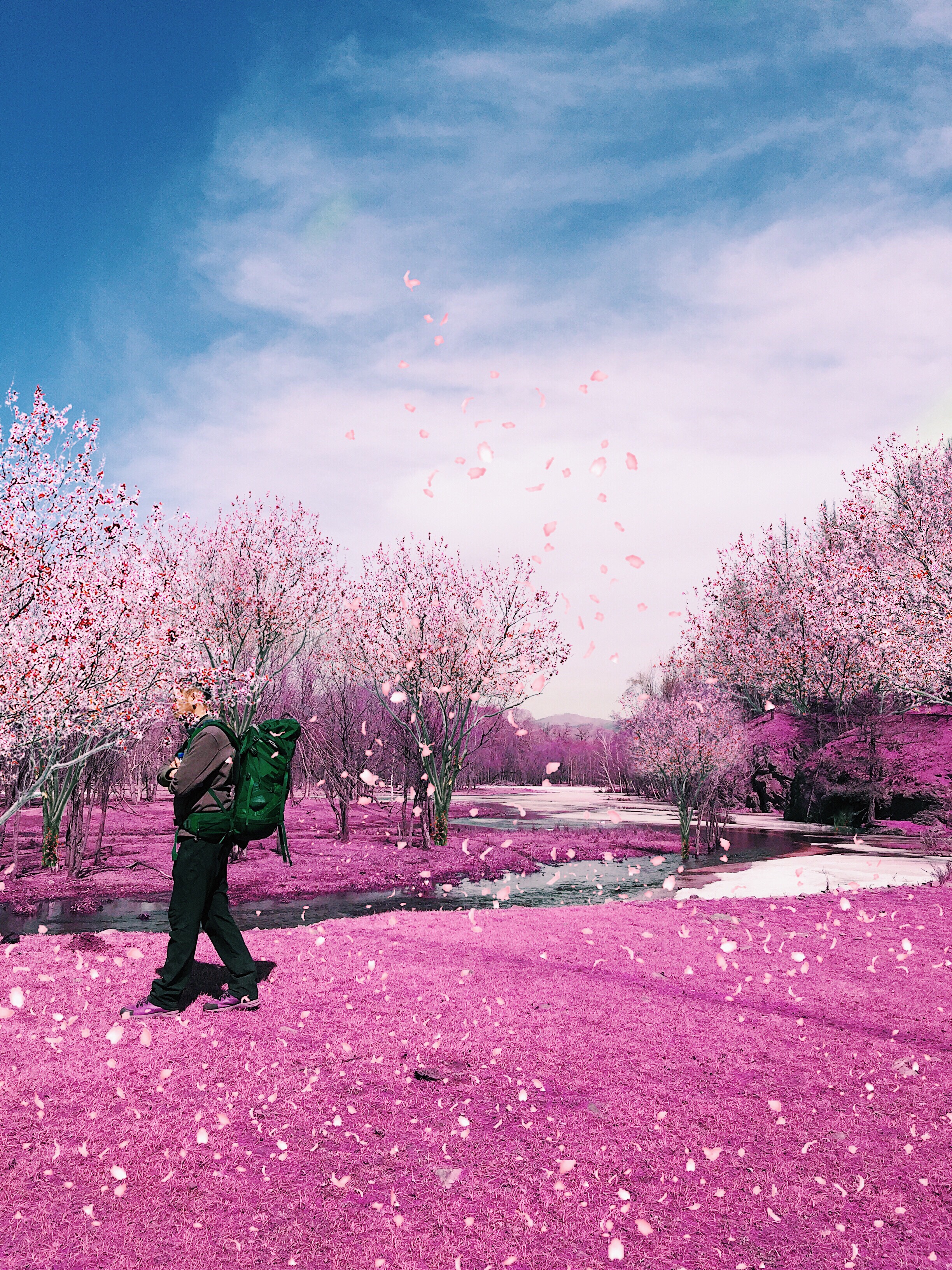 Instagram: mokaenkhbayar sakura spring pink nature pink... - 2448 x 3264 jpeg 3434kB