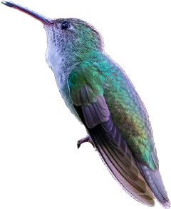 hummingbird freetoedit