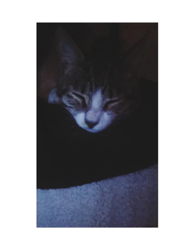 Dopl3r Com Memes Ya Me Voy A Dormir Gatos Manosos Porque Esos
