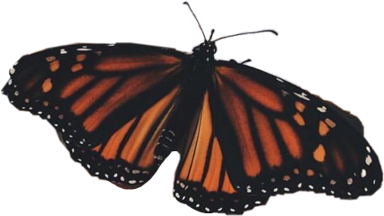 butterfly vintage aesthetic monarch freetoedit