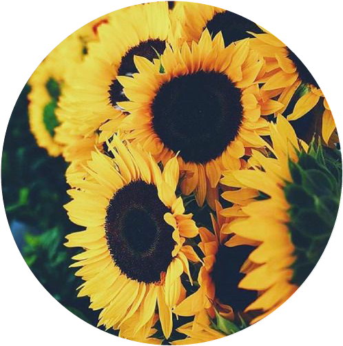 freetoedit scsunflower sunflower sticker by @caramelxx