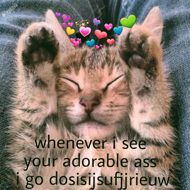 Download Wholesome Cat Meme Hearts | PNG & GIF BASE