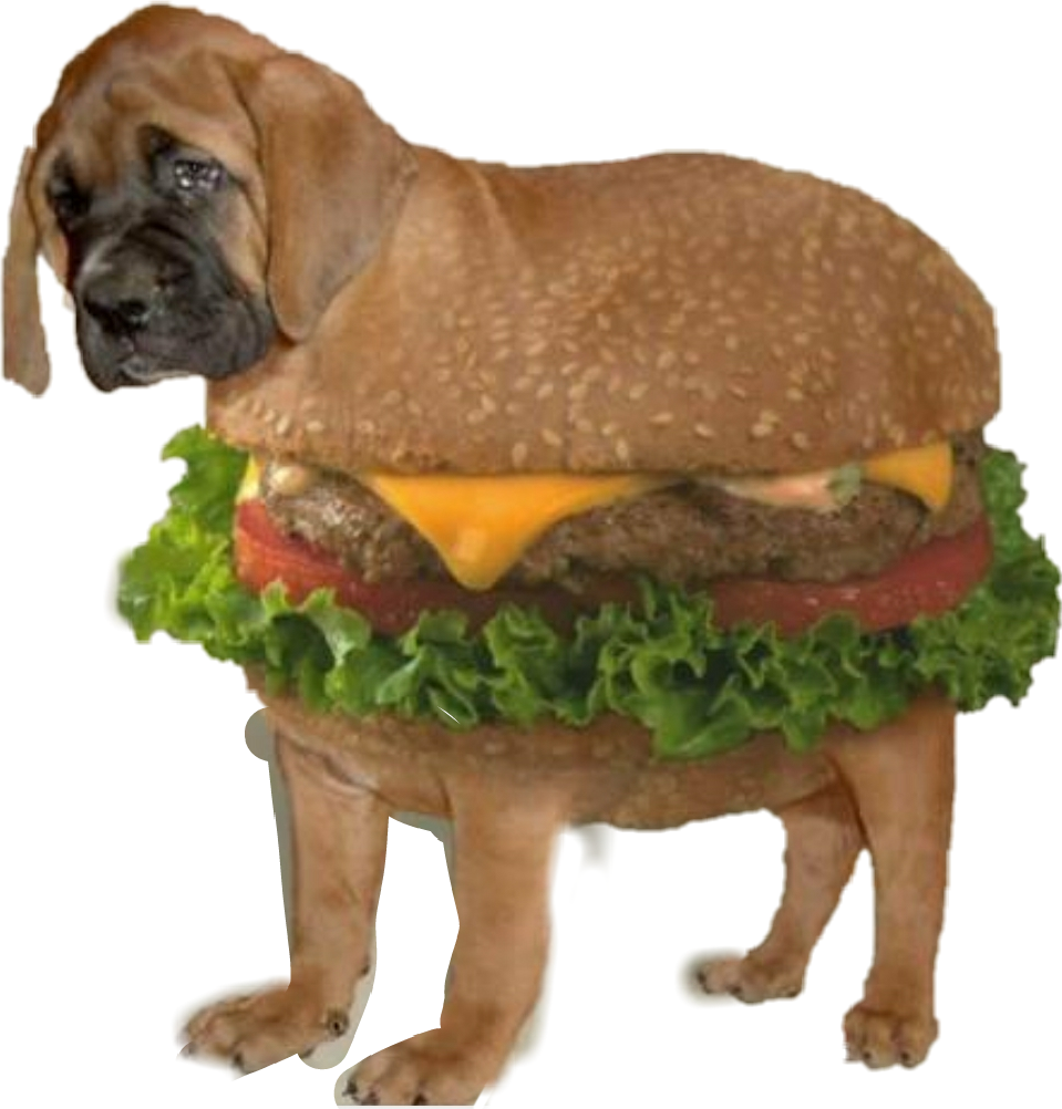 Собака съела котлету. Мопс хот дог. Собака гамбургер. Еда для собак.