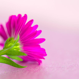 freetoedit pink back flower colorful