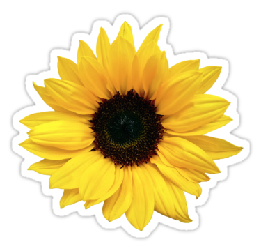 freetoedit sunflower aesthetic sticker emoji...