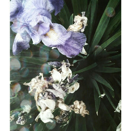 flower flowerphotography flowerpower flower🌸 flowery