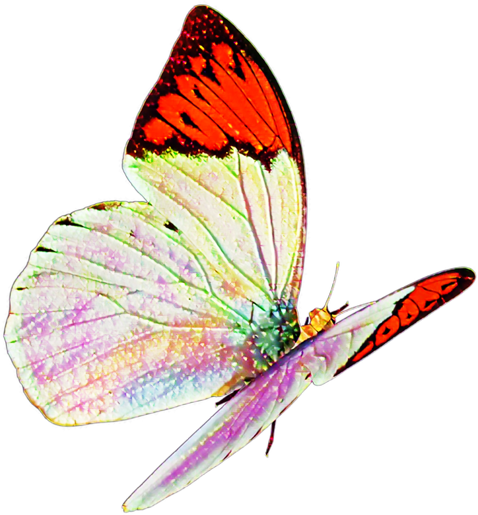27+ Picsart Butterfly Stickers Download Pictures
