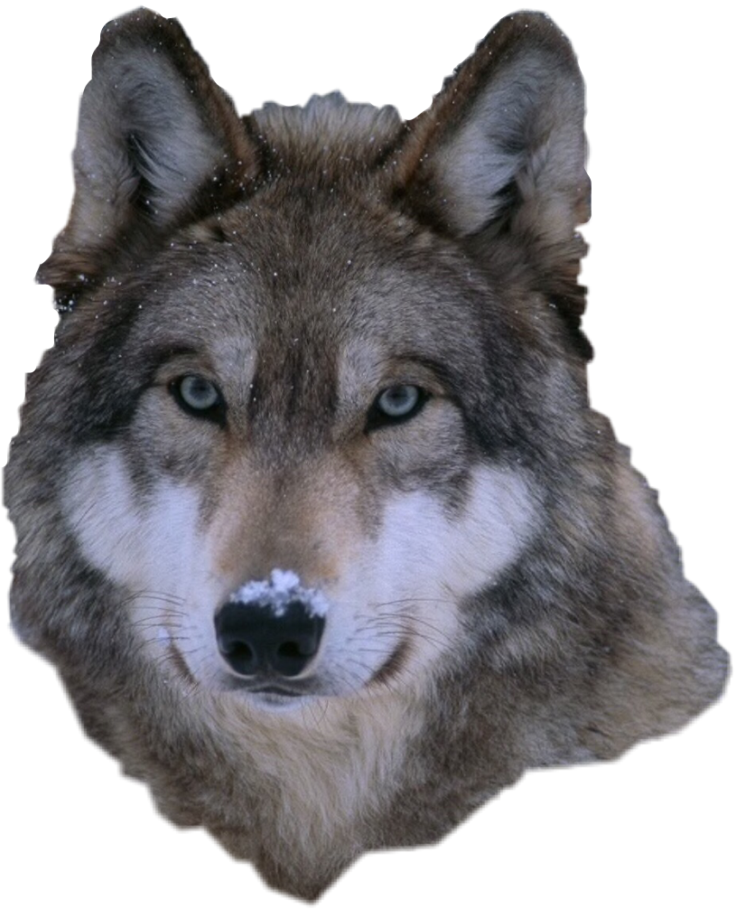 wolves4life chlitterwolf freetoedit sticker by @dilemma213