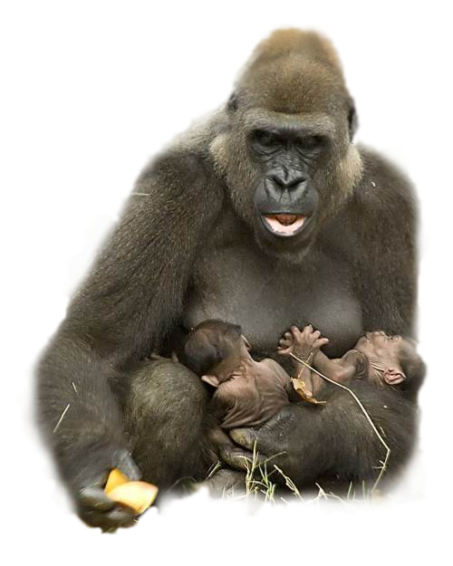 gorillas monkeys apes sticker by @terrieasterly