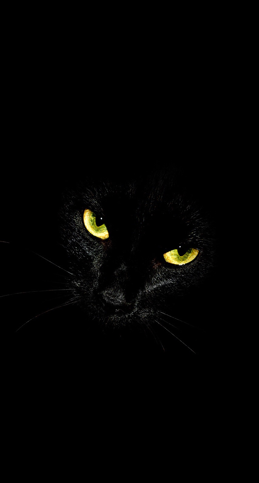 darkcat