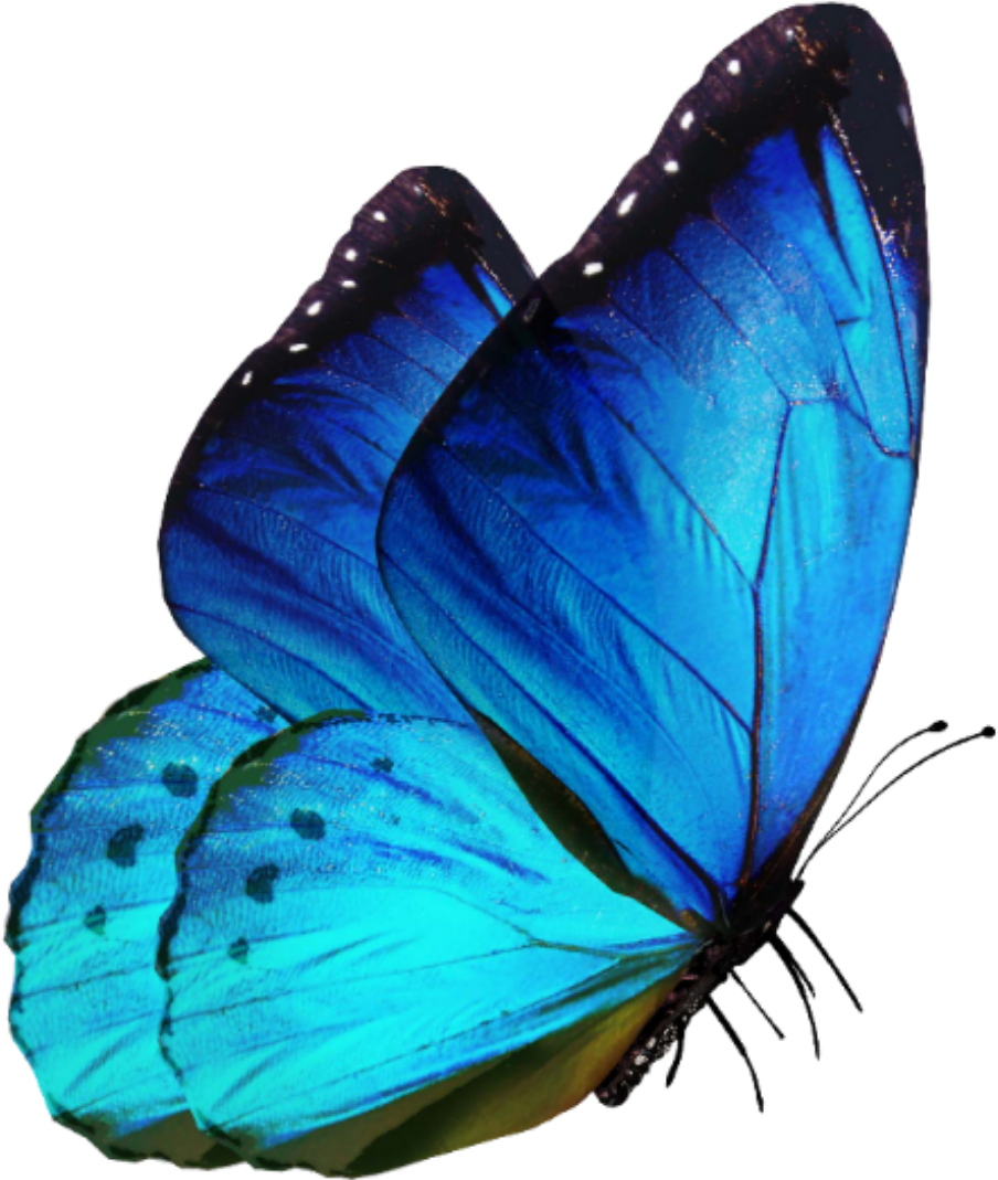 Бабочка. Синяя бабочка. Крылья бабочки. Бабочка без фона. Розово голубая бабочка