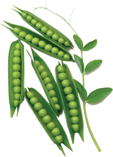 scbeans beans peas snappeas sticker by @bluetinkerbell74