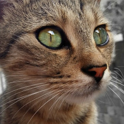 pcthroughmylense throughmylense cat gato foto