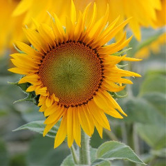 sunflower53